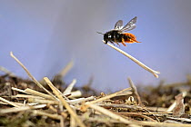 Two-coloured mason bee (Osmia bicolor) flying back to its nest, carrying dried stalks, Germany. May. Second place in the Other animals category of European Nature Photographer of the Year 2023. Wildli...