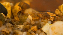 Caddisfly larva (Trichoptera) building armoured casing / case with pebbles on riverbed, Cornwall, UK, April. Controlled conditions