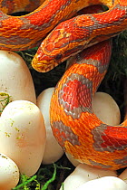 Ultramel Okeetee corn snake, with recently laid eggs, an interspecies hybrid between a Corn snake,(Pantherophis guttatus), and a Grey rat snake (Pantherophis spiloides),  Morph created through captive...