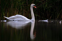 Mute swan (Cygnus olor) moulting, Valkenhorst Nature Reserve, Valkenswaard, The Netherlands. August.