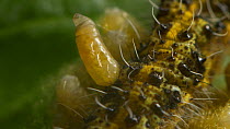 Parasitic wasp (Cotesia glomerata) larvae leaving Large white caterpillar (Pieris brassicae) host, Bristol, UK, August. Controlled conditions.