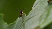 Parasitic wasp (Cotesia glomerata) cleaning itself, Bristol, UK, September. Controlled conditions.