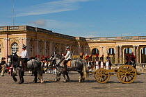 Four Percheron draft horses pulling Marechal Murat's Canon. First Empire reenactment for the bicentenary anniversary of Napoleon Bonaparte's death, Chateau de Versailles, France.  2021