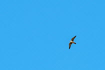 Hobby (Falco subbuteo) in flight, Minsmere Nature Reserve, Suffolk, UK. September.