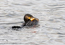 Great cormorant (Phalacrocorax carbo) struggling in the water with a discarded fishing hook stuck in its beak and wing, Lake Windermere, Lake District National Park, Cumbria, UK. October.