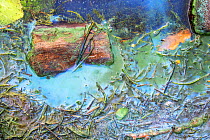 Blue green algae (Cyanobacteria) on the shore of Lake Windermere, Ambleside, Lake District National Park, Cumbria, UK. November, 2021.