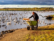 Whooper swans (Cygnus cygnus) and other wetland birds being fed grain by a warden, Martin Mere Wetland Centre, Lancashire, UK. November.