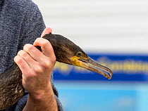 Great cormorant (Phalacrocorax carbo) being released back into the wild after having fishing hook removed from its beak, Lake Windermere, Lake District National Park, Cumbria, UK. October.