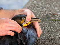 Great cormorant (Phalacrocorax carbo) having a discarded fishing hook removed from its beak and wing, Lake Windermere, Lake District National Park, Cumbria, UK. October.