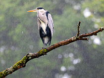 Grey heron (Ardea cinerea) perched on a branch in the rain, Lake Windermere, Lake District National Park, Cumbria, UK. October.