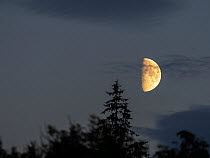 Half moon over pine trees, Ambleside, Lake District National Park, Cumbria, UK. September, 2021.