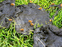 Yellow dung flies (Scathophaga stercoraria) mating on a cow pat, Yorkshire Dales National Park, Yorkshire, UK. August.