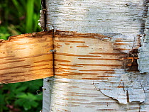 Peeling bark on the trunk of a Silver birch (Betula pendula) tree, Holehird Gardens, Windermere, Lake District National Park, Cumbria, UK. July.