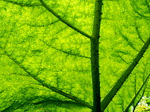 Gunnera (Gunnera tinctoria) leaf close up, Holehird Gardens, Windermere, Lake District National Park, Cumbria, UK. July.