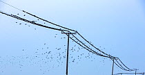 Common starling (Sturnus vulgaris) congregating on electricity cables prior to roosting, Spurn, Yorkshire, UK. October.