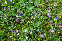 Heartsease pansy (Viola tricolor) and Ladys bedstraw (Galium verum) flowering, Walney Island, Cumbria, UK. June.