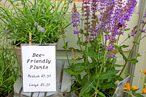 Bee (Bombus sp.) on a bee friendly plant outside a Bees for Development charity shop in Monmouth, Wales, UK. June, 2021.