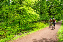 Mountain bikers cycling  on a cycle track through the Forest of Dean, Gloucestershire, UK. June, 2021.