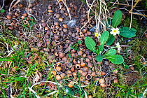 Empty Hazelnut shells left behind by squirrels, Austwick, Yorkshire Dales National Park, Yorkshire, UK. May.