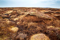 Degraded and eroded peat hags on Black Fell, North Pennines, Cumbria, UK. April, 2021.