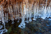 Icicles over stream on Bright Beck, Langdale, Lake District National Park, Cumbria, UK. February, 2021.
