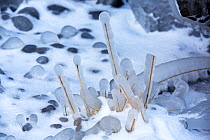 Grass stems encased in ice, Kirkstone quarry, Lake District National Park, Cumbria, UK. February.
