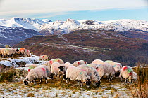 Sheep grazing on Wansfell looking towards Bow Fell and the Langdale Pikes, Lake District National Park, Cumbria, UK. January, 2021.