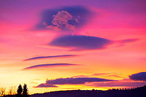 Lenticular clouds at sunset over Grizedale, Cumbria, UK. January, 2021.