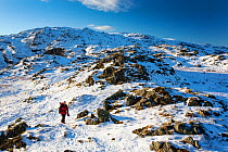 A lone winter hiker on Tarn Crag, looking towards Langdale, Lake District National Park, Cumbria, UK. January, 2021.