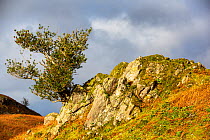 Holly (Ilex sp.) tree growing from a rock crag, Langdale Valley, Lake District National Park, Cumbria, UK. November.