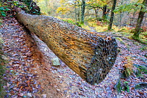 A fallen tree embedded with coins, Colwyth, Lake District National park, Cumbria, UK. October, 2020.