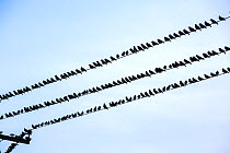 Flock of Common starling (Sturnus vulgaris) perched on electricity cables, prior to roosting, Spurn, Yorkshire, UK. October.