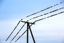 Flock of Common starling (Sturnus vulgaris) perched on electricity cables, prior to roosting, Spurn, Yorkshire, UK. October.