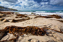 Kelp washed ashore on to beach, Whitesand Bay, Sennen, Cornwall, UK. September, 2020.