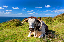 English Longhorn cow used for conservation grazing, resting on cliff top, Sennen, Cornwall, UK. September.