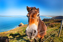 Pony looking through fence on clifftop, Wanson Mouth, Cornwall, UK. September.