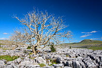 Ash (Fraxinus sp.) trees dying from Ash dieback disease on limestone pavement, Twisleton Scar, Ingleton, Yorkshire Dales National Park, Yorkshire, UK. August.