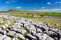View of limestone pavement on Twisleton Scar looking towards Penyghent, Ingleton, Yorkshire Dales National Park, Yorkshire, UK. August, 2020.