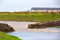 Flooding caused by a tidal storm surge, Walney Island, Cumbria, UK. August, 2020.