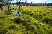 View of low lying raised bog, Rusland Moss National Nature Reserve, Rusland Valley, South Cumbria, UK. August, 2020.