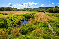 View of low lying raised bog, Rusland Moss National Nature Reserve, Rusland Valley, South Cumbria, UK. August, 2020.