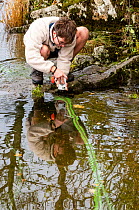Man filming on mobile phone to record blue green algal (Cyanobacteria) bloom in lake, Algal blooms are exacerbated by nutrients from raw sewage being dumped into the lake, Lake Windermere, Lake Distri...