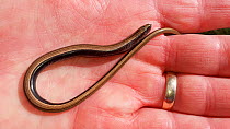 Slow worm (Anguis fragilis) being held in the palm of a hand, Cornwall, UK. September.