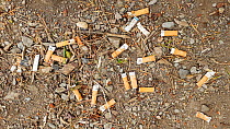 Discarded cigarette butts left by visitors, Ambleside, Lake District National Park, Cumbria, UK. June.