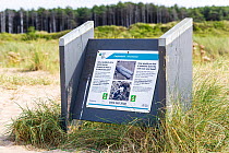 Information sign describing the habitat of the Strandline / Beachcomber beetle (Eurynebria complanata), an endangered species found at only two sites in Wales, Wales, UK. September, 2021.