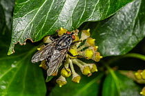 Common flesh fly (Sarcophaga carnaria) feeding on Ivy (Hedera sp.) flowers, Wales, UK. October.