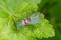 Green shieldbug (Palomena prasina), mating pair, Monmouthshire, Wales, UK. May.