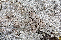 Grey dagger moth (Acronicta psi) camouflaged on lichen, Gwynedd, Wales, UK. July.