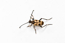 Speckled longhorn beetle (Pachytodes cerambyciformis) on white background, Monmouthshire, Wales, UK. June.