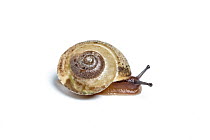 Girdled snail (Hygromia cinctella), pale morph, Monmouthshire, Wales, UK. November.
